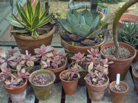Graptopetalum paraguayense cuttings in foreground with other succulents in Mid February