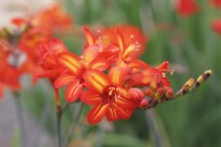 Crocosmia 'Scorchio' - Montbretia