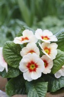 Primrose 'Jupiter Champagne' - Primula