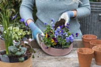 Step-by-Step Planting Wooden Flour Sieves with Spring Flowers. Step 13: fill any gaps between plants with compost, firming down, and water thoroughly.