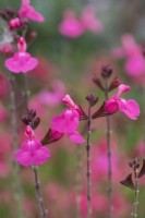 Salvia microphylla 'Cerro Potosi', baby sage,  an evergreen shrub  with  magenta-pink tubular flowers from June to late autumn