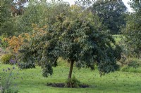 A medlar tree, Mespilus germanica, in early autumn.