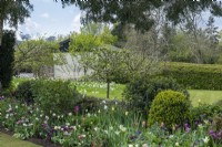 Glimpse over border of mixed tulips into the orchard with apple trees and daffodils.