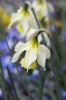 Narcissus alpestris 'Madder Moon'