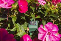 3 in 1 luminance, moisture and pH meter indicating Impatiens - Balsam flowers are receiving maximum light - September