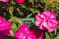 3 in 1 luminance, moisture and pH meter indicating Impatiens - Balsam flowers are receiving maximum light - September