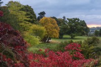 View at dawn from the main lawn, over red-leaved Acer japonicum 'Aconitifolium', towards an old oak and, to the left, Acer cappadocicum 'Aureum', a golden Cappadocian maple, and Ulmus americana 'Princeton'.