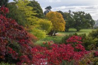 View from the main lawn, over red-leaved Acer japonicum 'Aconitifolium', and Acer palmatum, towards an old oak and, to the left, Acer cappadocicum 'Aureum', a golden Cappadocian maple, and Ulmus americana 'Princeton'.