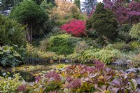 View over rodgersia leaves flanking the pond in the Rockery, towards a red-leaved Acer aconitifolium, downy Japanese maple, surrounded by skimmia, conifers and ferns.