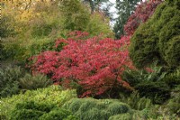 In the Rockery, a red-leaved Acer aconitifolium, downy Japanese maple, surrounded by skimmia, conifers and ferns.