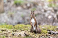 Red squirrel, France, Moselle, spring