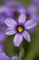 Sisyrinchium -Blue-eyed grass. June. Summer 