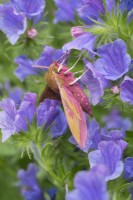 Deilephila elpenor - Elephant Hawk Moth resting on echium flowers