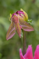 Deilephila elpenor - Elephant Hawk Moth resting on dahlia flower bud
