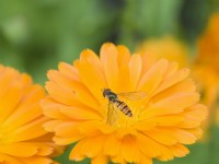 Episyrphus balteatus - Hover Fly on Calendula flower