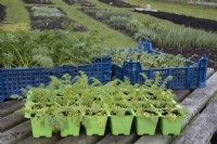 Three trays of seedlings sit on a wooden table, in front of a background of cut flower beds. Seedlings include Daucus carota (blue tray at back) and Orlaya grandiflora (green tray). White lace flower Queen Annes Lace, wild carrot, bishop's lace. 