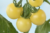 Solanum lycopersicum  'White Cherry'  Cherry tomato  Syn. Lycopersicon esculentum  August