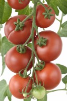 Solanum lycopersicum  'Ailsa Craig'  Tomato  Syn. Lycopersicon esculentum  One fruit split or cracked  August
 