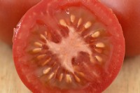 Solanum lycopersicum  'Ailsa Craig'  Tomato  Syn. Lycopersicon esculentum  Picked fruit one cut in half  August