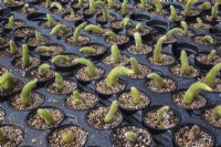 Hildewintera colademononis or Cleistocactus Winterocereus - Monkey Tail Cactus plants growing in containers inside commercial greenhouse - September