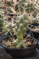 Tephrocactus articulatus var. papyracanthus - Cactus growing in container inside commercial greenhouse - September