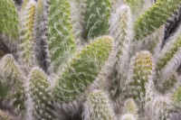 Opuntia - Prickly Pear 'Snow' Cactus - September