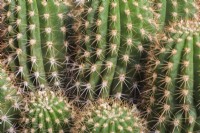 Trichocereus grandiflorus hybrid - Torch Cactus - September