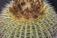 Echinocactus grusonii - Golden Barrel Cactus or Mother-in-Law's Cushion - September