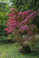 Acer palmatum 'Ginko-san', a small Japanese maple with sharply toothed green leaves that, in autumn, turn a rich red.