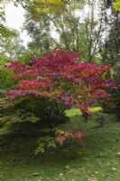 Neoshirakia japonica syn Sapium japonicum, a rare small tree with brilliant crimson autumn foliage.