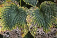 Hosta leaves with severe pests damage in early autumn - September