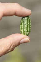 Melothria scabra  Cucamelon  Mouse melon  Picked fruit September