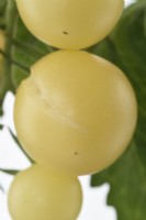 Solanum lycopersicum  'White Cherry'  Cherry tomato  Split fruit  Syn. Lycopersicon esculentum  August