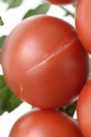 Solanum lycopersicum  'Ailsa Craig'  Tomato  Syn. Lycopersicon esculentum  Close up of fruit split or cracked  August
