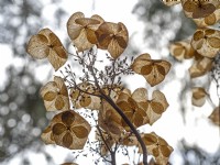 Dead Hydrangea Flower Skeletons February against a blue sky