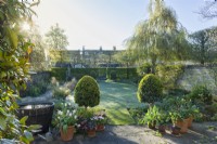 View of frosty garden in spring with lawn, herbacous border with tulips, box topiary, hawthorn hedge - Crataegus monogyna - and pleached field maples - Acer campestre. April