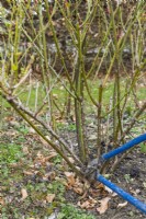 Pruning a shrub rose. Using long handled loppers to cut out old stem at the base of the plant during the dormant season. December,January, February or early March