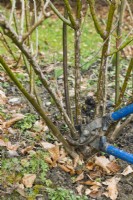 Pruning a shrub rose. Using long handled loppers to cut out old stem at the base of the plant during the dormant season. December,January, February or early March