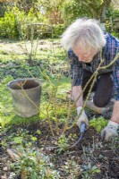 Shrub rose maintenance. Man using weed hook to remove weeds from around the base of an established shrub rose after pruning. March