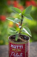 Ocimum basilicum 'Queen of Sheba' -  Basil - growing in a tin can