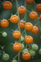 Tomato 'Honeycomb'