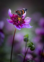 Red Admiral butterfly on Dahlia 'Blue Bayou'