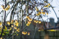 Chimonanthus praecox 'Grandiflorus' - Wintersweet - January.