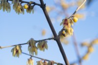 Chimonanthus praecox 'Grandiflorus' - Wintersweet - January.