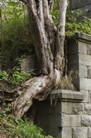 Deciduous tree growing on top of stone wall, Montreal, Quebec, Canada - September