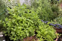 Selection of herbs growing in containers on deck of houseboat