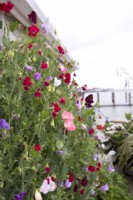 Sweetpeas growing in container on deck on houseboat