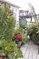 Sweetpeas, courgettes, roses and phormium growing in container on deck of houseboat