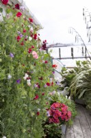 Sweetpeas growing in containers on deck on houseboat