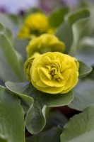 Primula Auricula 'Bitterne Buttercup'
